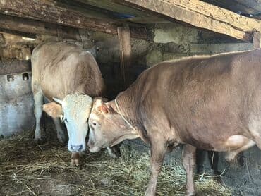 heyvan bazari inekler: Самка, лет: 1, 100120 кг, Для разведения — 6