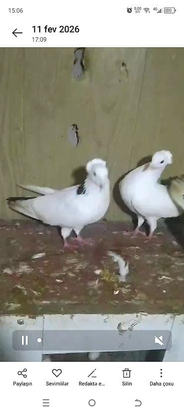 goyercin damı: 3 cüt 2 tək tam sağlamdir hal hazırda yumurtalayilar ünvan hökməli — 2