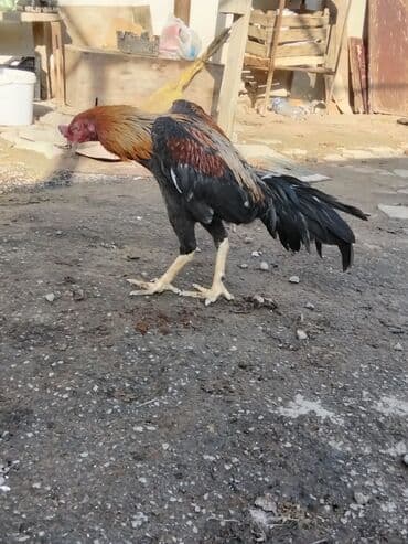 xoruz sekli: Salam Aleykum 1 yaş 3 ayliqdi doyusu olub kim istese videosunu ataram — 3