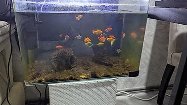 akvarium 90x40x50: Akvaryum komplekti – şüşə akvarium, üst qapaq və LED işıqlandırma ilə — 2