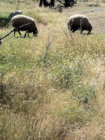 qoyun biznesi: Qurbanlıq erkek toglulardi diri çəkisi 50kq - Cins: yerli qarışıqlar — 1