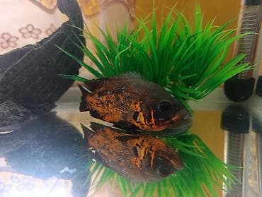 kompresor akvarium: Akvarium və balıq dəsti satılır. Dəst tərkibi: - Şüşə akvarium — 3