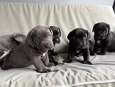 avcarka itləri: Kane-Korso, 1 ay, Erkek, Peyvəndli, Ünvandan götürmə — 2