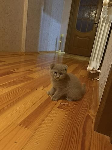 Şotland yastı qulaq