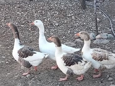 Yemlər: Satılır: qaz sürüsü - Sayı: 4 baş - Rənglər: 3 baş ağ-ala (ağ fon — 4