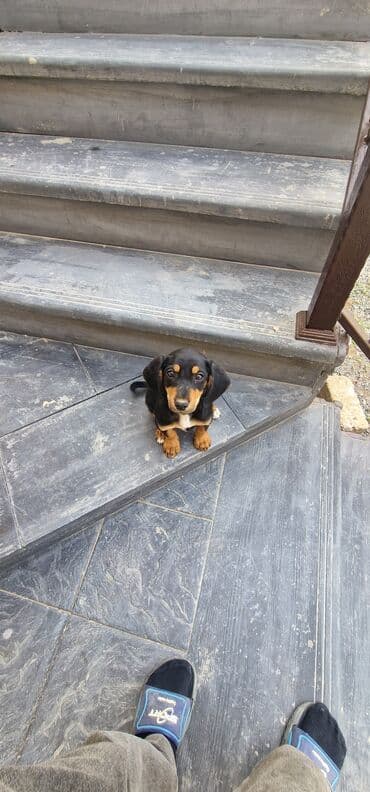 itler doberman: 3 ay, Dişi, Peyvəndli, Ödənişli çatdırılma — 4