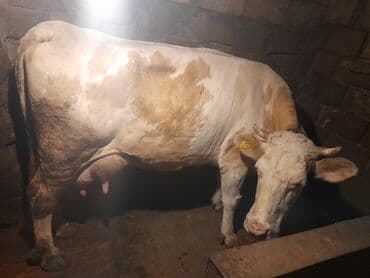 yerli cins inekler: 22 litir sùd verir.Oz qapimin heyvanidir.2 aydir bala verib .4-cù — 3