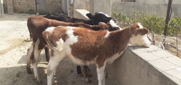 dovşan yemi: Dana, buzov, Dişi, ay: 4, 50 kq, Damazlıq — 2