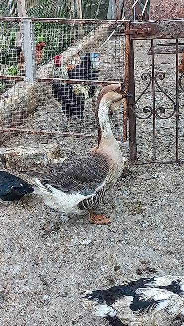 Гуси: Qu Qazı Erkək/Dişi cüt satılır — 1