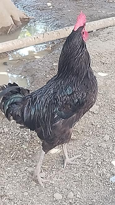 avstroluq xoruz: Xoruz, il: 1, Ödənişli çatdırılma — 2