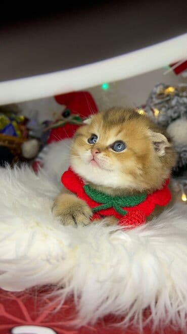 it cinsleri adları: Gold shinshilla skodish balalar — 1