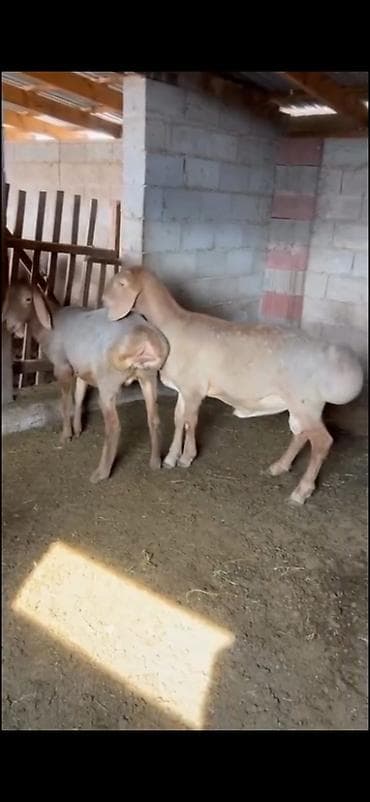 tutuquşu yemi: Satışa heyvandarlıq üçün qoç və damazlıq qoyunlar - Növ: yerli yağlı — 2