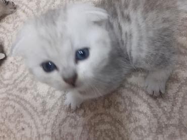 sfinks pişik: Şotland yastı qulaq, Yaxşı əllərə — 4