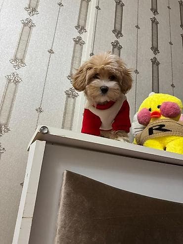 boyumuyen it: ŞOK QİYMƏT 🆘 Maltipoo F1 balası orginal harda istəsəz yoxlada bilərsiz — 1