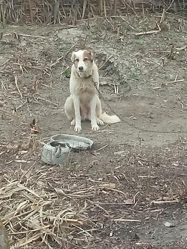 Собаки: Təmiz qan qurdbasar satılır. çox adamcildi. ətraflı məlumat üçün — 1