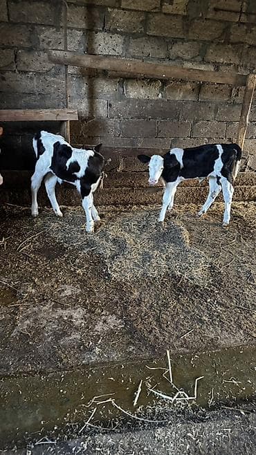 mal satisi: Simmental buzovlar satılır.İkisi də dişidir. Ekiz buzovlardır.Anaları — 5