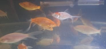 Digər heyvanlar: Qızıl balıq, Sülhsevər, Pulsuz çatdırılma — 1