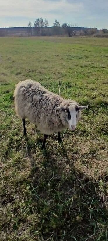 beylaqan qoyunu: Romanov qoyunu — 2