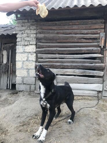 pekines itleri: Kanqal, 1 il, Erkek, Peyvəndli, Ünvandan götürmə — 3