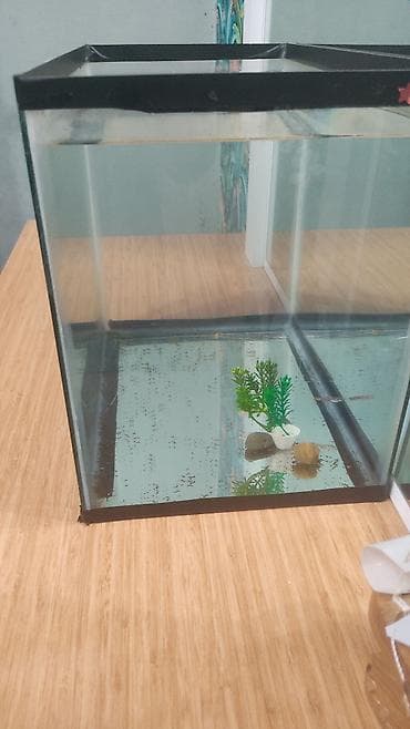 guppy balığı: Şüşə akvarium - Düzbucaqlı forma, şəffaf şüşə divarlar və qara — 2