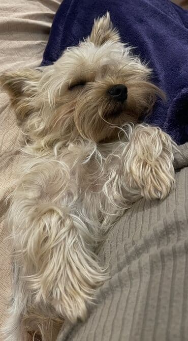 it yuvasi: Yorkşir teryer, 1 ay, Erkek, Sənədli — 6