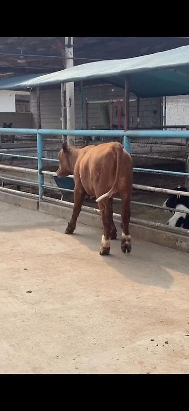 ordək balası və cucə: Oz təsərrüfatmdan satiram 6 ayliq temiz simental duge disi — 7