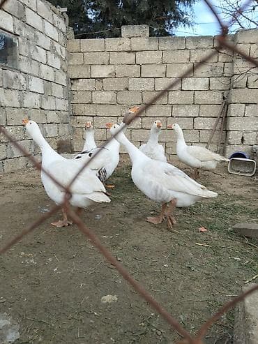 Бараны, овцы: Ağ qazlar – təsərrüfat üçün çox yönlü quşlar - Növ: Ağ ev qazları — 1