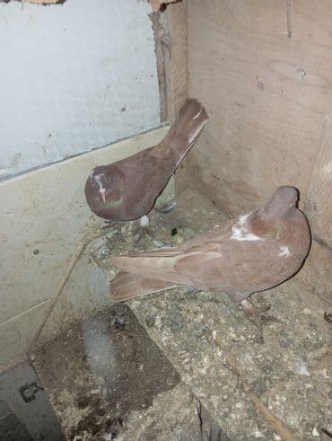 Qəhvəyi rəngli iki ev göyərçini - Rəng: açıq-qəhvəyi/kərpic tonları