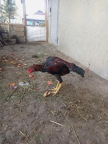 Məhsul: Ev təsərrüfatı üçün xoruz Təsvir: - Cinsəxasiyyətli