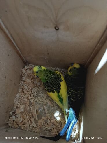 Cüt papuqay satılır bala veriblər hazır cütdü cütü 30 lalafo.az -da Cüt papuqay satılır bala veriblər hazır cütdü cütü 30