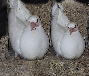 sərab çoban iti: Köhnə bakı cinsi satışa cıxdı cütü əkə 1000 manat bala 500 manat — 2