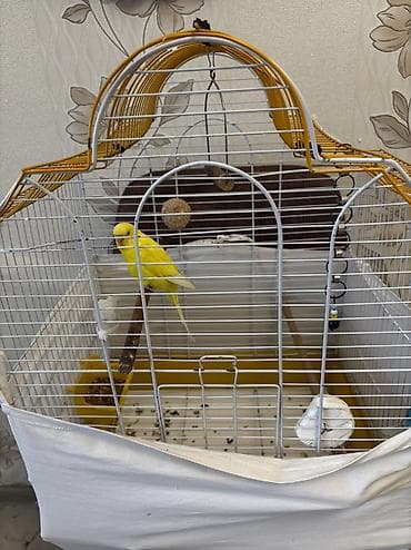 4 qəfəs 2 yuva 
Qiymət hamısına aitdi
Quşla biryerde isdesez 60 azn