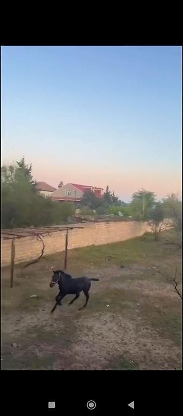 at balasi: Erkək, il: 1, Ödənişli çatdırılma — 3