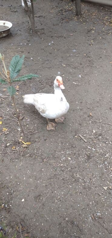 soya yemi: Erkək, Damazlıq, Ünvandan götürmə — 3