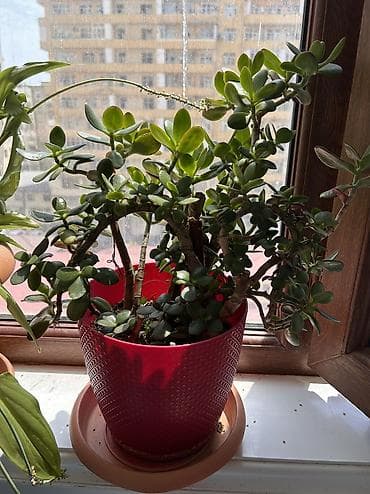 torf satilir: Crassula ovata (Pul ağacı) – dekorativ otaq sukulenti - Bitki tipi — 3