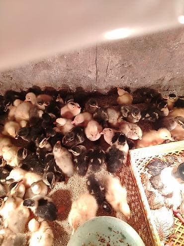 cucelerin satisi: Утята, Для мяса — 1