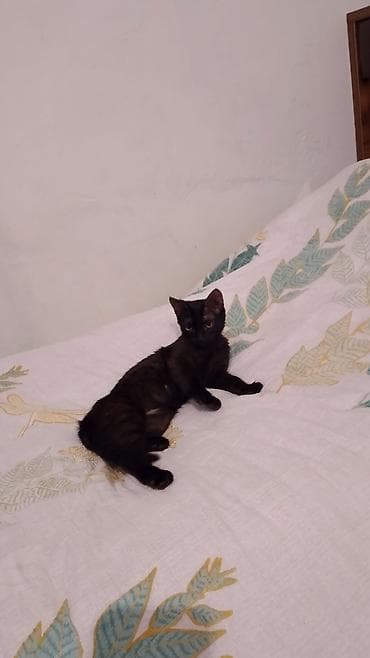 Yaxşı əllərə lalafo.az -da Yaxşı əllərə