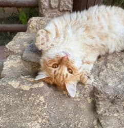 erkek pişik: Erkək, Dişi, Yaxşı əllərə — 2