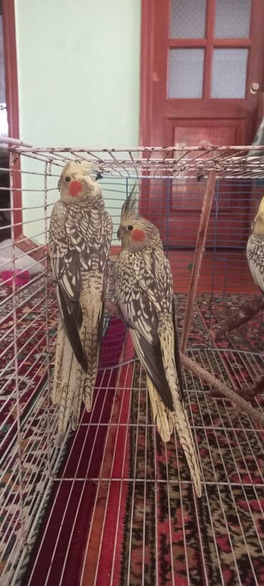əbabil quşu satılır: Salam.Tam saglam 8ayliq. 4 eded var Isteyen buyursun cutunu alana — 11