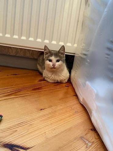 çin iti: Yaxşı əllərə — 9