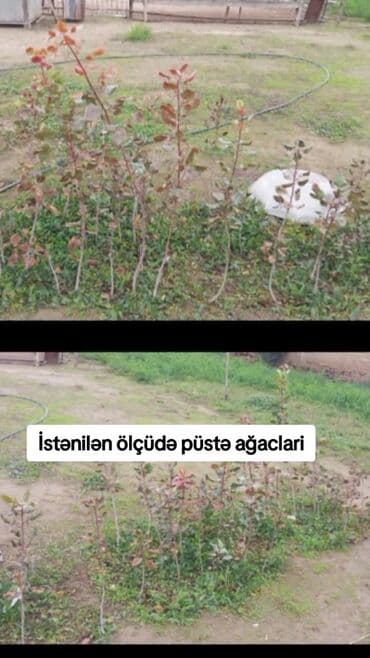 zire bitkisi: Salam hercür ölçüdə var 5 manata 10 manata — 2