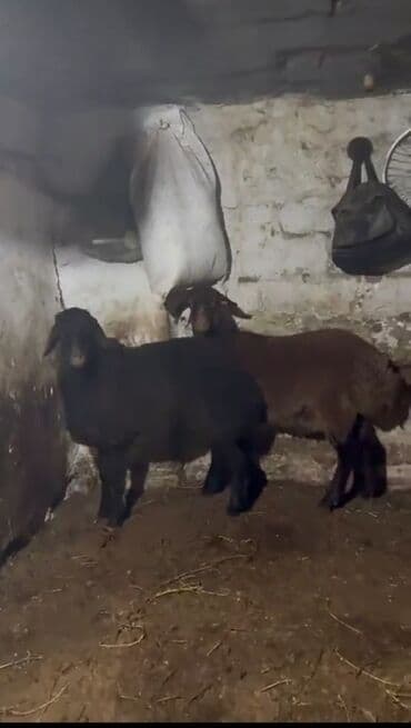 İtlər: İki baş qoyun satılır. - Növ: yerli qoyun (qara və qəhvəyi rəngdə) - — 5