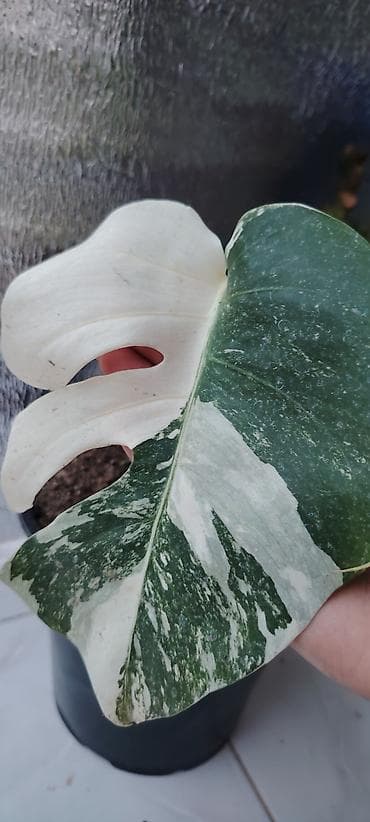 kol bitkiləri: Monstera albo variegata – nadir, ağ-yaşıl alacalı yarpaqlı dekorativ — 2