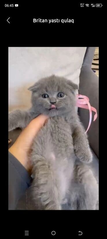 Şotland, Erkək, Dişi