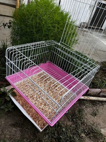 pişik maneji: Etrafli vp 051 494 09 86 Qefeslerin her biri satişda var qefes bitende — 8