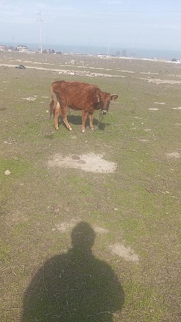 Keçilər, çəpişlər: Saxlanmali dana real musdəriyə endirim olacaq — 2