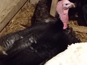 cin bildircin: Hinduşka sürüsü – qara və ağ rəngli fərdlər hinduşkalar satilir — 2