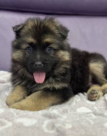 alman ovcarka balaları: Alman çoban iti, 2 ay, Erkek, Sənədli, Pulsuz çatdırılma — 5