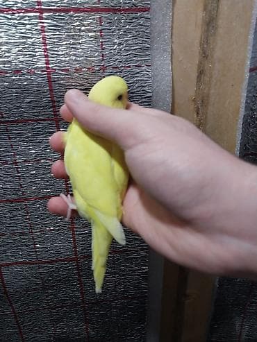 tutu kuşu: Hər ikisi çexdir və öz quşlarımın balasıdır birinci şəkildəki 3 aylıq — 4