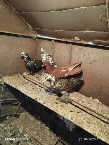 доска объявлений птицы: Tam sağlam 10 quş,tək tək ayrı qiymət real alıcıya endirimdə olacaq — 5